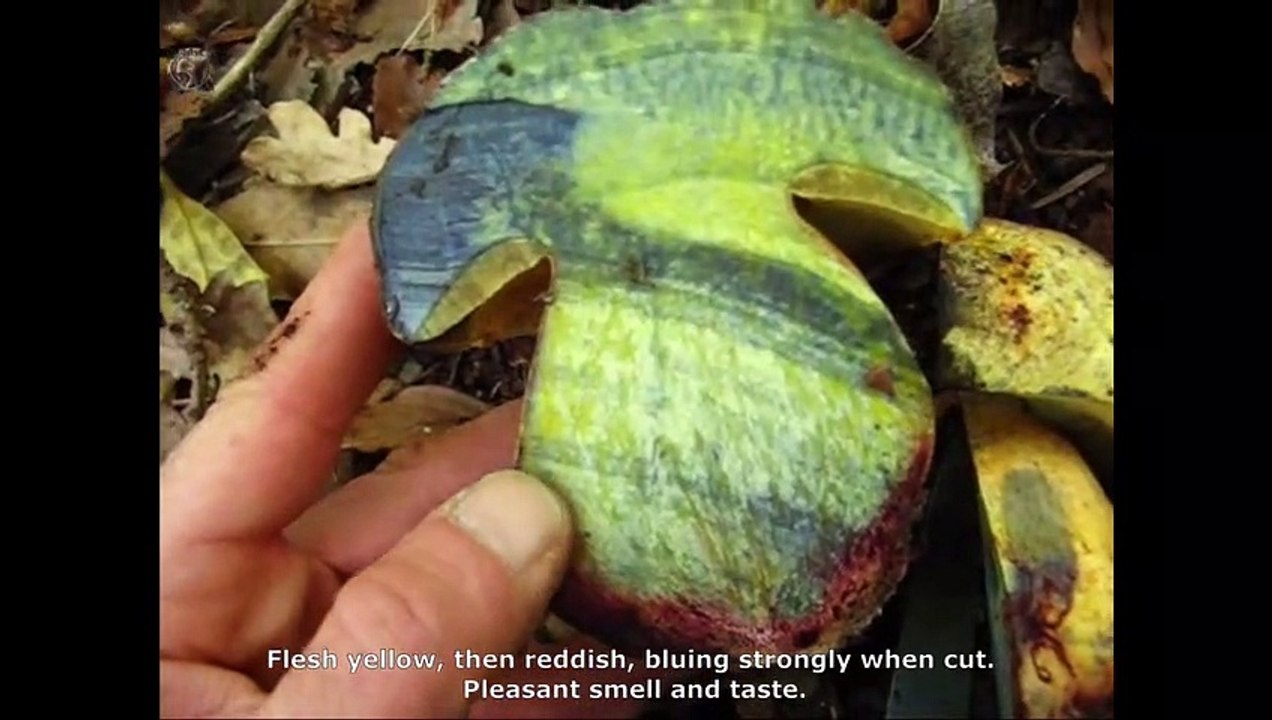 Boletus luteocupreus. English Text 3