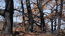 Especialistas en fuego muestran los beneficios de los incendios controlados para los bosques mexicanos