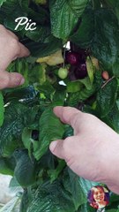 Cherry : Organic Fruit : My favorite fruit : Picking Cherry : Home Gardening