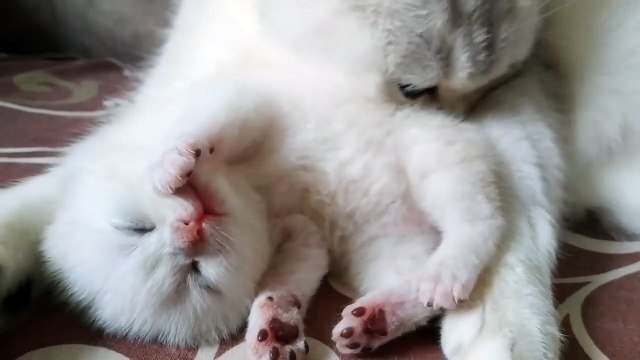 10 Days After Birth _ Tiny Baby Kitten _ Kitten Meowing