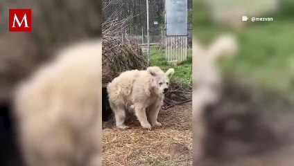 Un oso fue captado en video cuando despertaba de su hibernación y usuarios en redes reaccionan