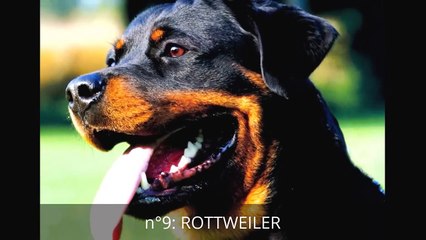 Le 10 razze di cani più intelligenti del mondo