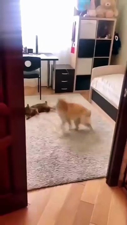 cat Cutest thing you'll see today