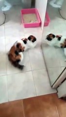 cat Cutest thing you'll see today