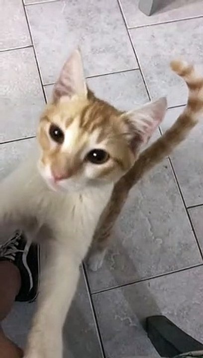 Gatito bailando 'Mentirosa' de Ráfaga