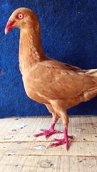 Pigeon brow n