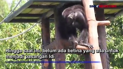 Sulitnya Mencari Pasangan untuk Idi, Simpanse Jantan Berusia 50 Tahun di Kebun Binatang Surabaya