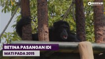 Sulit! Upaya Kebun Binatang Surabaya Cari Pasangan untuk Idi Simpanse Jantan Berusia 50 Tahun