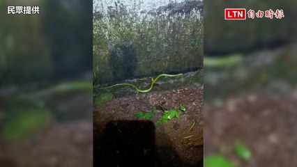 揭密！台灣最倒霉的蛇現身八卦山，青蛇與青竹絲的3個辨識技巧🐍