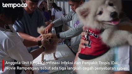 Lakukan 3 Hal Penting Ini Untuk Mencegah Penyebaran Virus Rabies