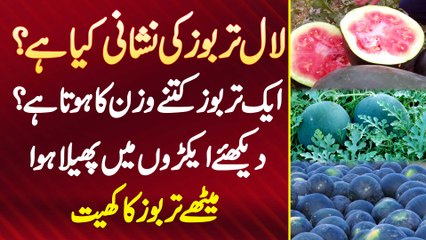Red Watermelon Ki Nishani Kia Ha? 1 Tarbooz Kitne Weight Ka Hota Ha?