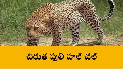 మెదక్: చిరుత సంచారం.. భయాందోళనలో ప్రజలు..