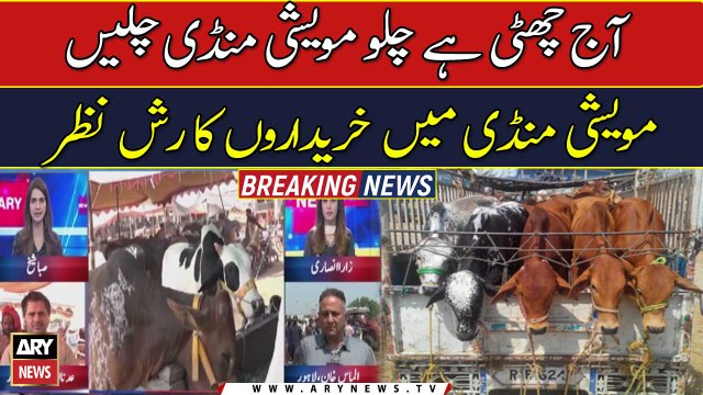 Rush of buyers in cattle markets increased