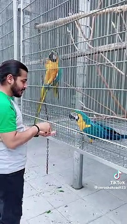 Blue macaw breeding setup