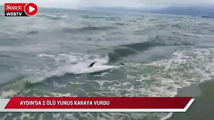 Aydın'da 2 ölü yunus karaya vurdu
