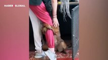 Sokak köpeği milyonları ağlattı: Kendisini seven kadının bacaklarına dakikalarca sarılıp kaldı