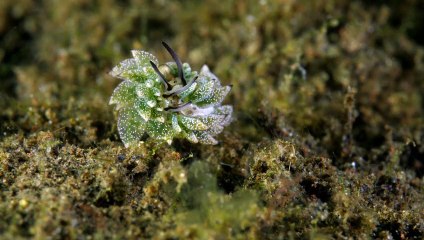 Sea Slug Mating Behavior