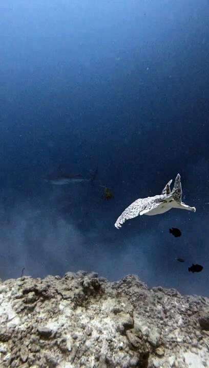 Swimming Alongside an Electric Ray