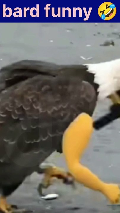 Funny video