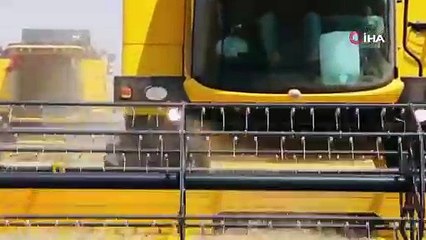 Türkiye’nin tahıl ambarında bu yıl 200 bin ton buğday hasadı bekleniyor