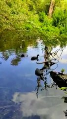 surah At-Tin beautiful recitation in female voice surah teen by 786 cuisine