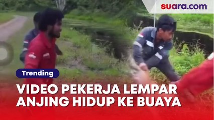 Jahat! Viral Video Dua Pekerja Lempar Anjing Hidup-hidup ke Buaya di Rawa Kaltara