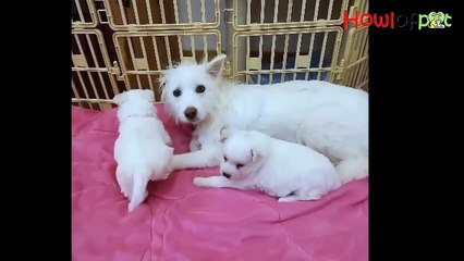 She's so scared, try to hide in the corner, as if "please don't hurt me and my newborn puppies"