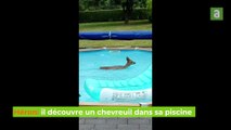 Héron: il découvre un chevreuil dans sa piscine