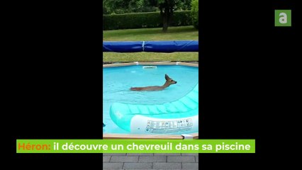 Héron: il découvre un chevreuil dans sa piscine