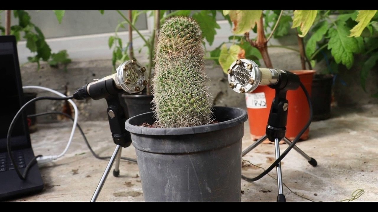 Les plantes ne souffrent pas en silence