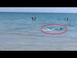 La plage d'Alicante en panique lorsque des baigneurs se retrouvent à quelques mètres d'un requin