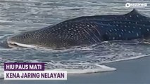 Kena Jaring Nelayan, Hiu Paus Mati di Pantai Jembrana