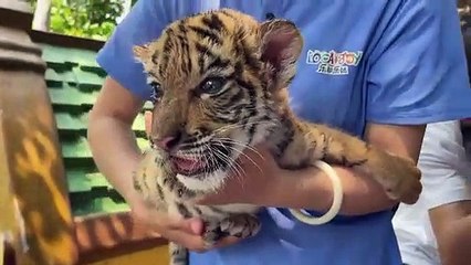 Çin'deki Vahşi Yaşam Parkında Beş Bengal Kaplanı Yavrusu İyi Durumda