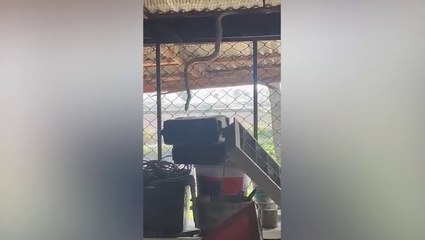 Fearless grandma, 85, caught on camera catching snake with bare hands