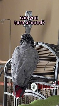 Grey African parrots