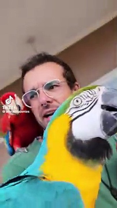 Macaw family