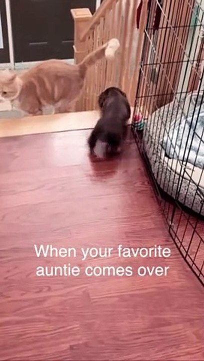 Adorable puppy wiggles and rolls for favorite aunt
