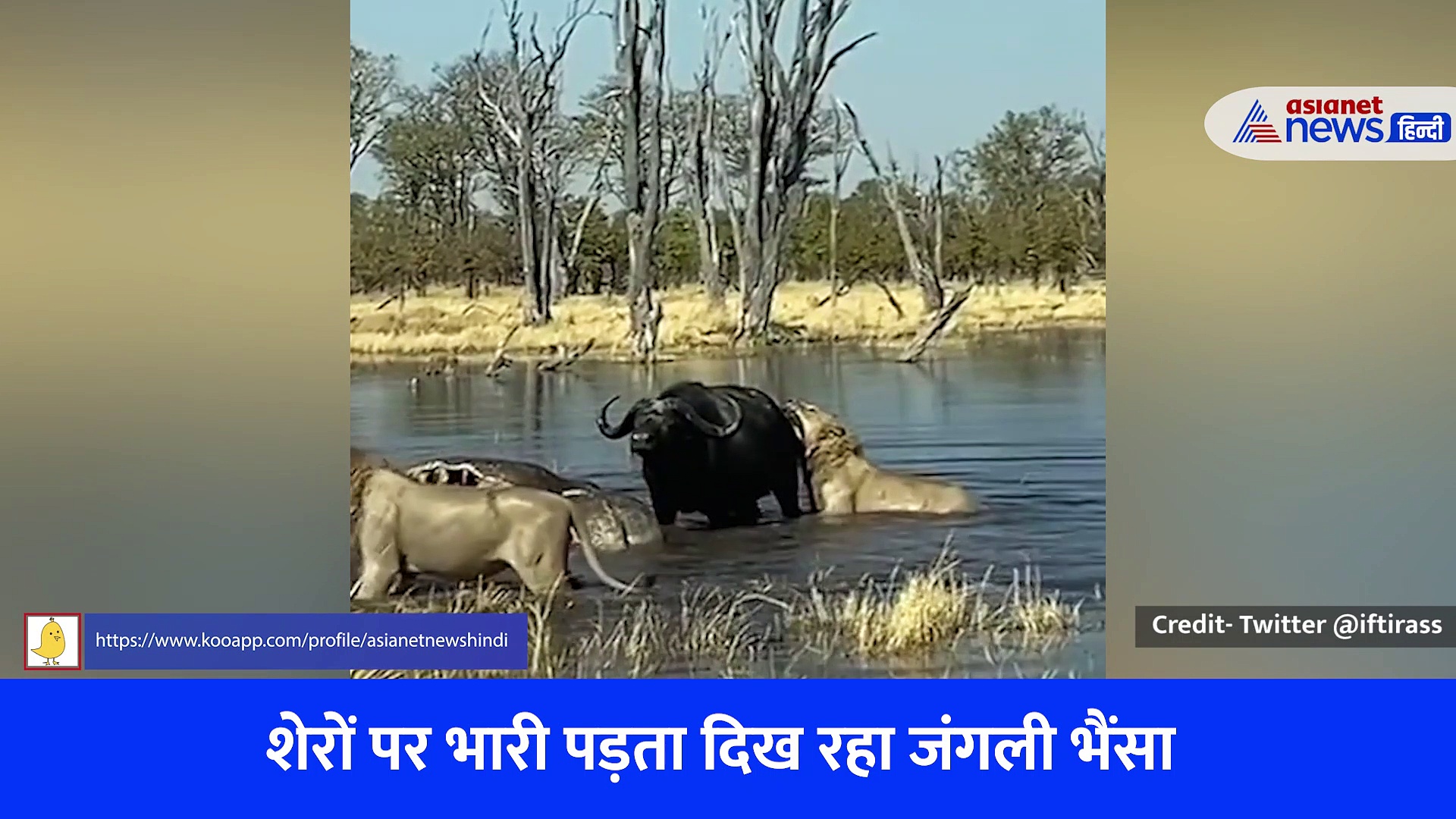 बब्बर शेरों पर भारी पड़ गया जंगली भैंसा, अकेले होने के बावजूद नहीं मानी हार, देखें Viral Video