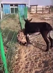 Hyena vs Donkey Fight