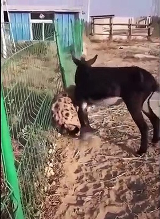 Hyena vs Donkey Fight
