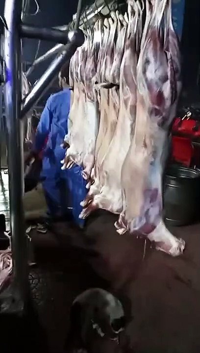 Mutton