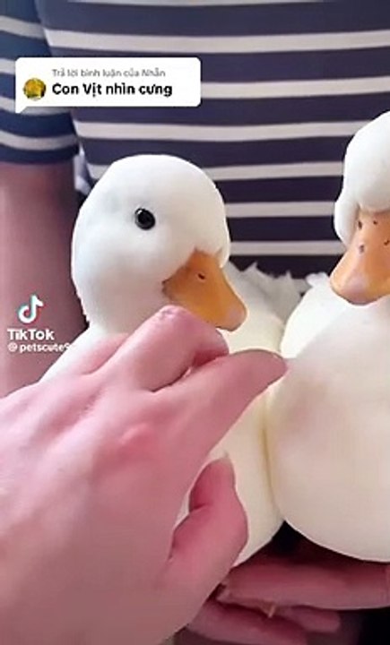 Adorable ducks pair