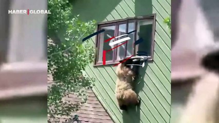 Önce eve girdi, sonra yemekleri yedi: İşi bitince camdan kaçan ayı böyle görüntülendi