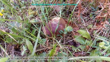 Boletus pulverulentus. English Text 43