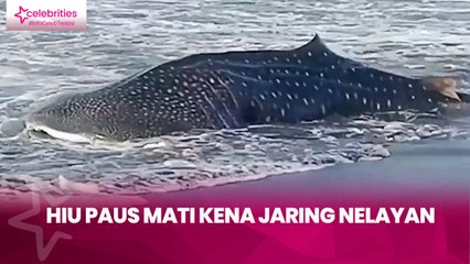 Kena Jaring Nelayan, Hiu Paus Mati di Pantai Jembrana