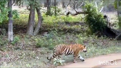 एक टाइगर ने रोका टूरिस्टों का रास्ता, दूसरा पेड़ के तने पर टहलता रहा
