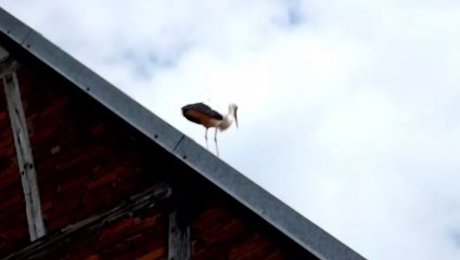 Brumath Cigogne sur mon  toit 18 Juin 2023