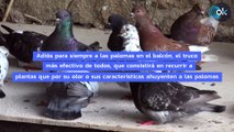 Adiós a las palomas de tu ventana o balcón con el trucazo casero que las alejará para siempre