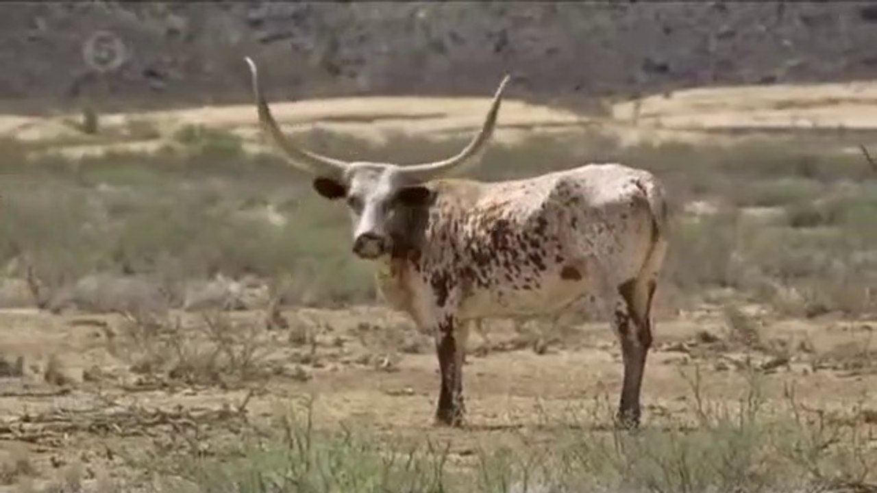 Ben Fogle Nuevas vidas salvaje S01 E04 (Activar Sub)