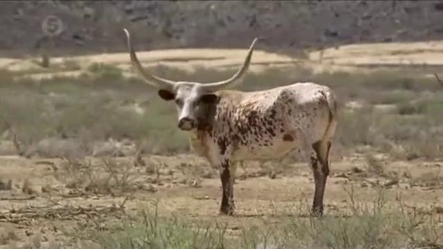 Ben Fogle Nuevas vidas salvaje S01 E04 (Activar Sub)